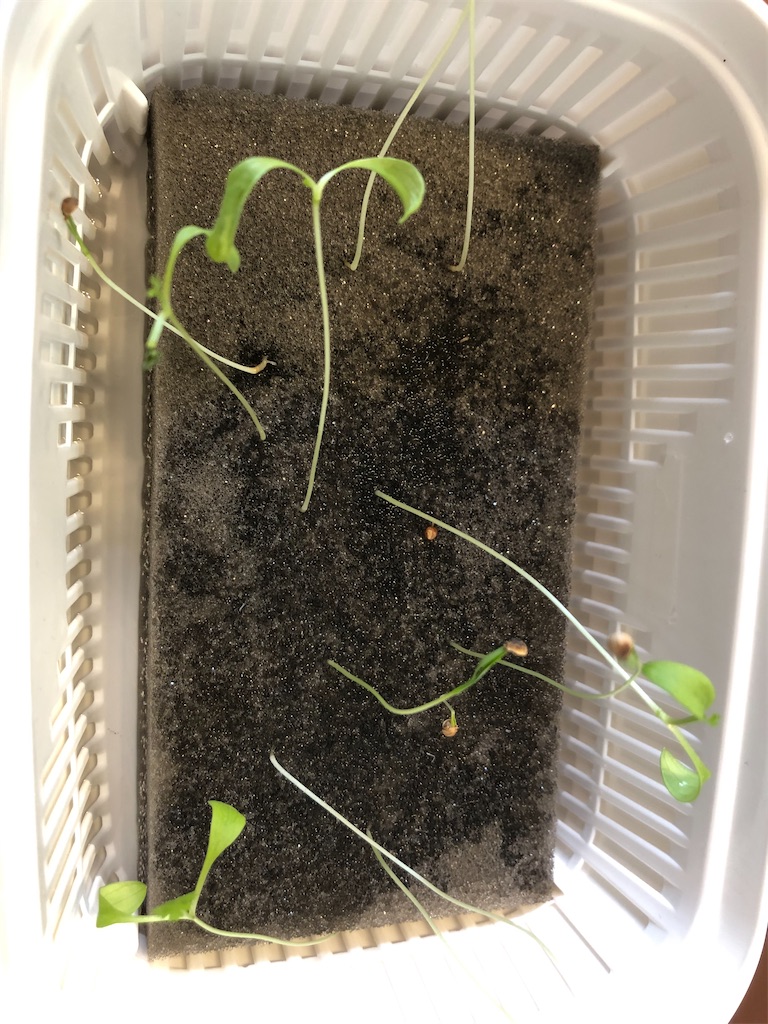 f:id:sumiresakurai:20220507181033j:image