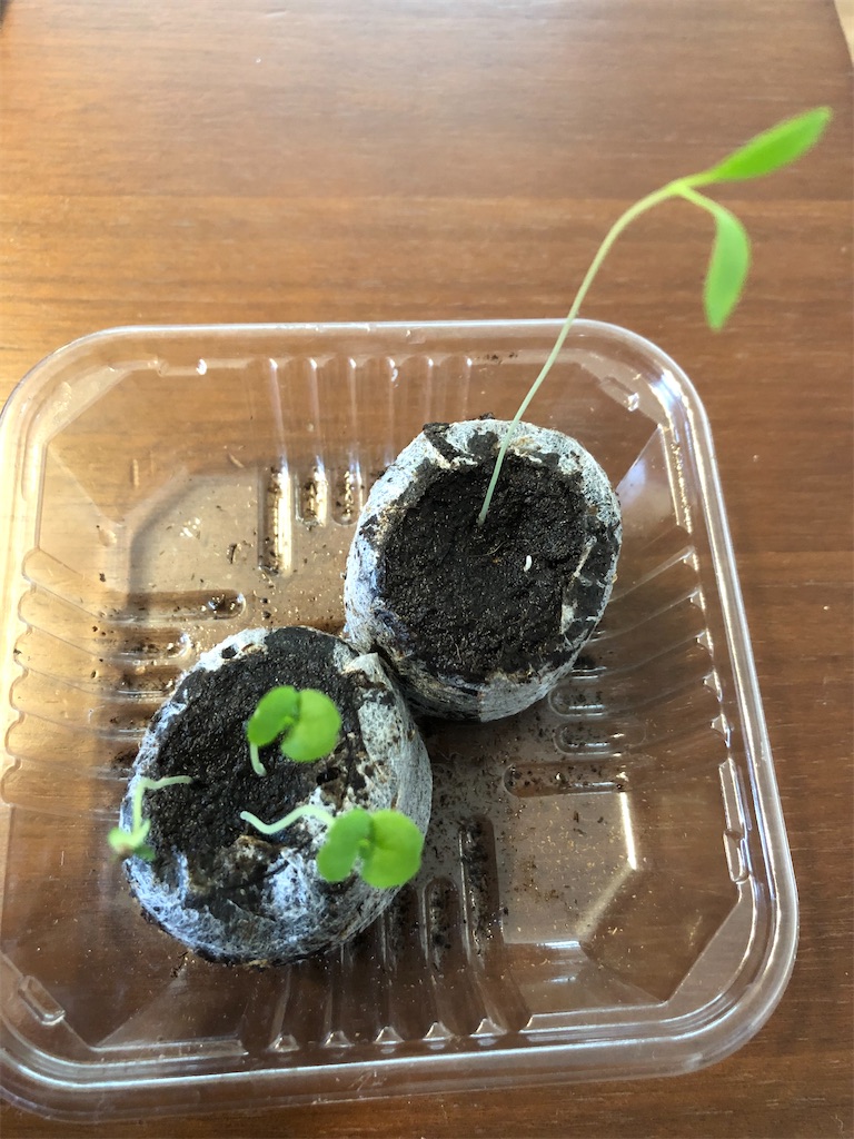 f:id:sumiresakurai:20220507181036j:image