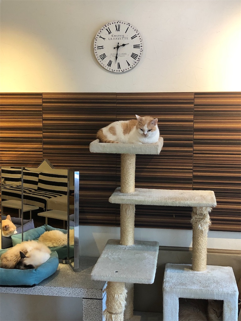 f:id:sumiresakurai:20220818095058j:image