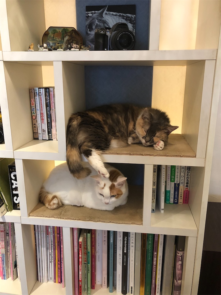 f:id:sumiresakurai:20220818095102j:image