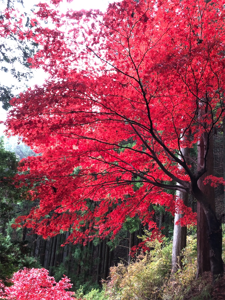 f:id:sumiresakurai:20231209105332j:image