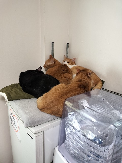 f:id:sumiresakurai:20240212181606j:image