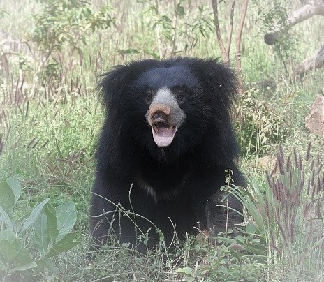 マイソールの黒熊 ペトロパブロフスク羆事件 秋田八幡平クマ牧場事件 いつしかついて来た犬と浜辺にいる