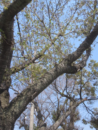 f:id:sumita-m:20120405120007j:image