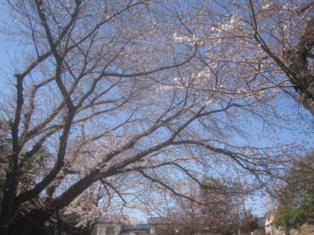 f:id:sumita-m:20130322123722j:image