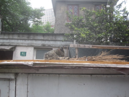 f:id:sumita-m:20130613121828j:image