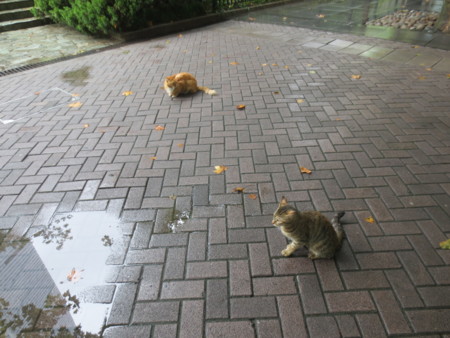 f:id:sumita-m:20140913115639j:image