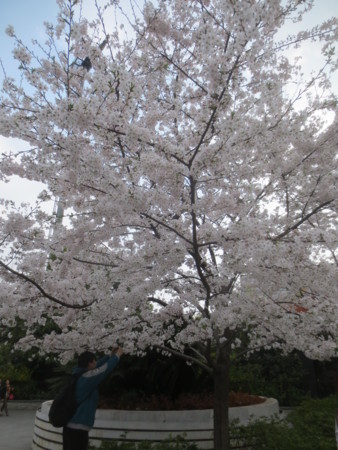 f:id:sumita-m:20150331152736j:image f:id:sumita-m:20150331152736j:image