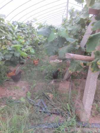 f:id:sumita-m:20150905160449j:image