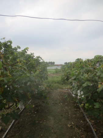 f:id:sumita-m:20150905160626j:image