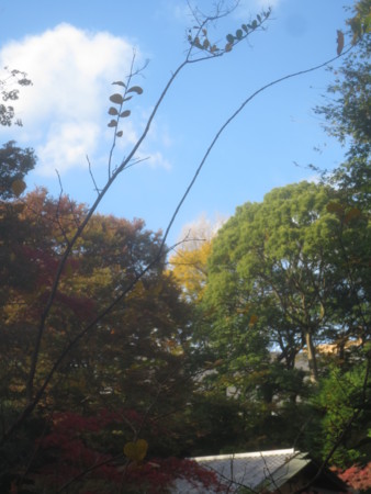 f:id:sumita-m:20151119125230j:image