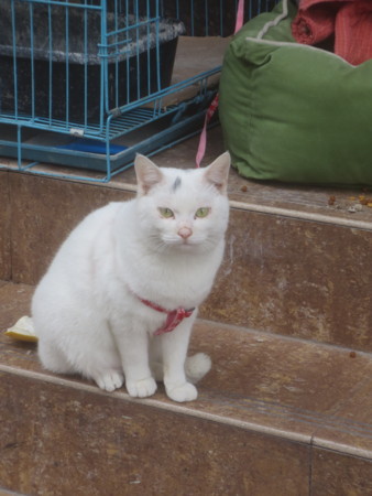 f:id:sumita-m:20151208134015j:image f:id:sumita-m:20151208134015j:image