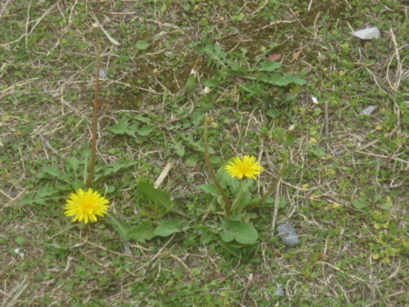 f:id:sumita-m:20160402125427j:image