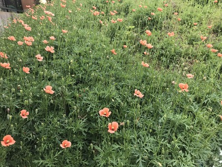 f:id:sumita-m:20190509082507j:image f:id:sumita-m:20190509082507j:image