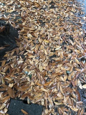 f:id:sumita-m:20190607163008j:image f:id:sumita-m:20190607163008j:image