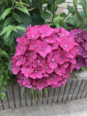 f:id:sumita-m:20190618124809j:image