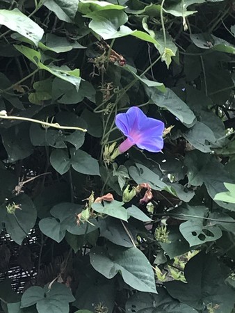 f:id:sumita-m:20190806101759j:image