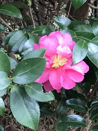 f:id:sumita-m:20191210144533j:image