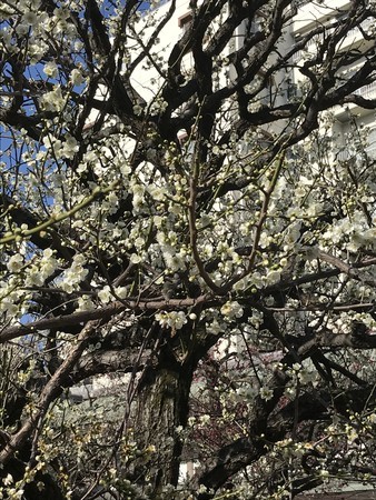 f:id:sumita-m:20200208100020j:image