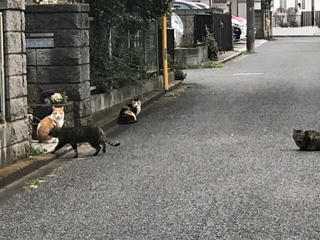 f:id:sumita-m:20200307170553j:image