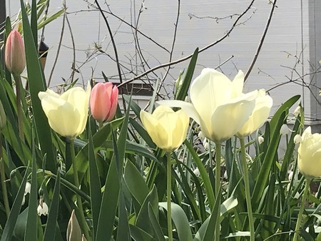 f:id:sumita-m:20200403130829j:image