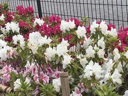 f:id:sumita-m:20200505142234j:image