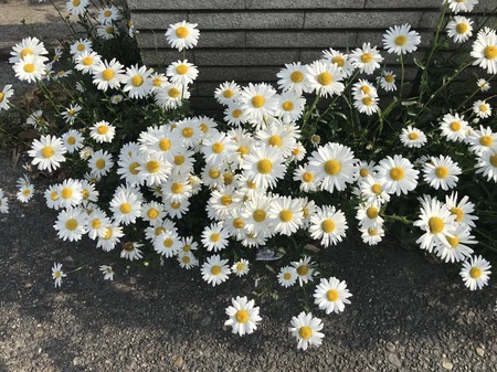 f:id:sumita-m:20200512162003j:image