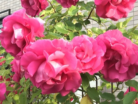 f:id:sumita-m:20200512172136j:image f:id:sumita-m:20200512172136j:image