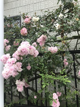 f:id:sumita-m:20200521171654j:image