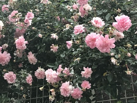 f:id:sumita-m:20200521172208j:image