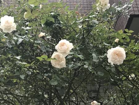 f:id:sumita-m:20200521172240j:image