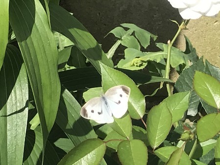 f:id:sumita-m:20200529081807j:image