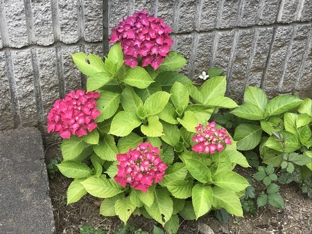 f:id:sumita-m:20200606134501j:image f:id:sumita-m:20200606134501j:image