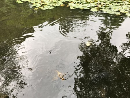 f:id:sumita-m:20200621145636j:image