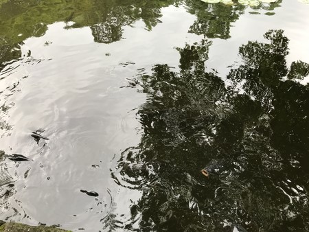 f:id:sumita-m:20200621145659j:image