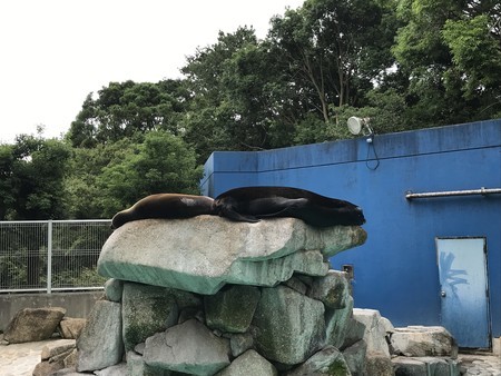 f:id:sumita-m:20200621151451j:image f:id:sumita-m:20200621151451j:image