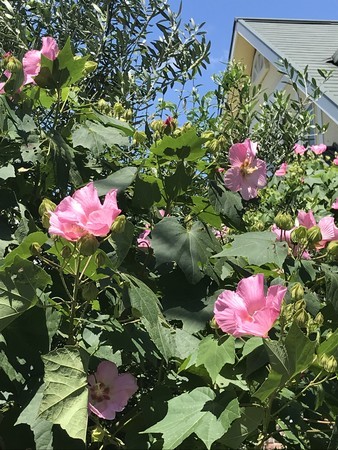 f:id:sumita-m:20200802111241j:image f:id:sumita-m:20200802111241j:image