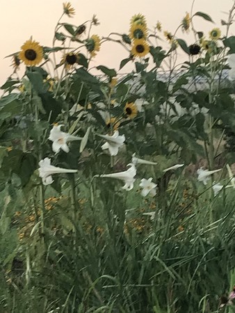 f:id:sumita-m:20200813181443j:image f:id:sumita-m:20200813181443j:image