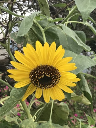 f:id:sumita-m:20200922164909j:image