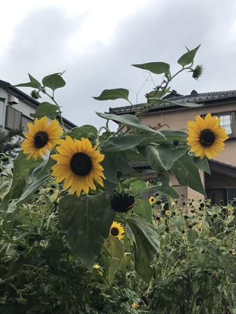 f:id:sumita-m:20200922165113j:image