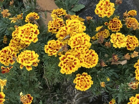 f:id:sumita-m:20201121135647j:image