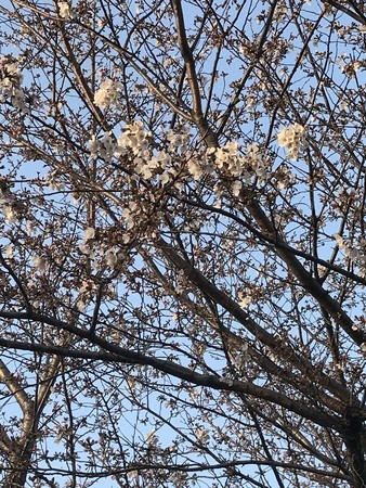 f:id:sumita-m:20210319170955j:image