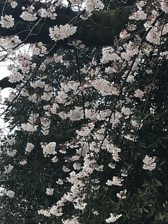 f:id:sumita-m:20210321104319j:image