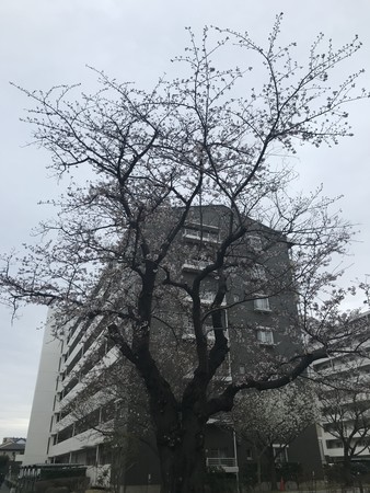 f:id:sumita-m:20210322154133j:image