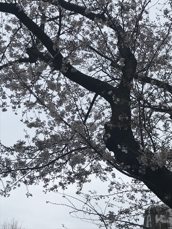 f:id:sumita-m:20210322154152j:image