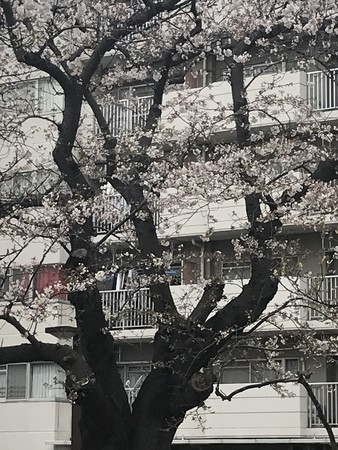 f:id:sumita-m:20210322154244j:image