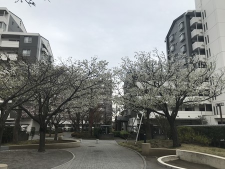 f:id:sumita-m:20210322154256j:image