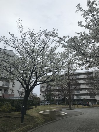 f:id:sumita-m:20210322154336j:image