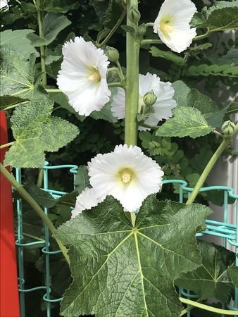 f:id:sumita-m:20210510083547j:image