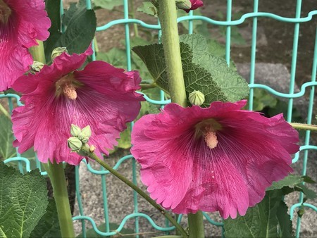 f:id:sumita-m:20210510083603j:image